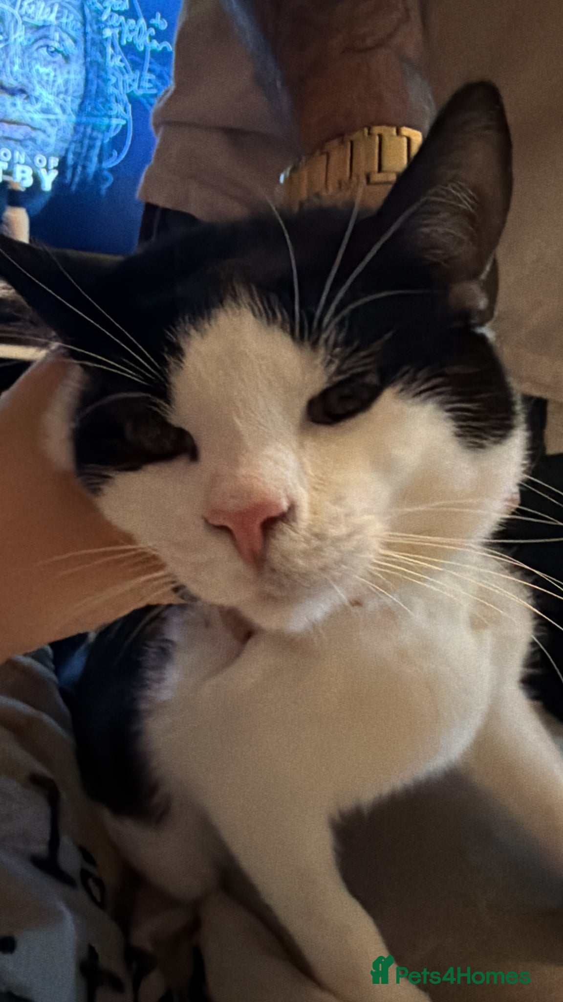 Mixed Breed cats Tuxedo kitten  - Advert 1