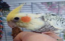 Cockatiels birds for sale: DNA tested female baby hand-reared cockatiels - Image 5