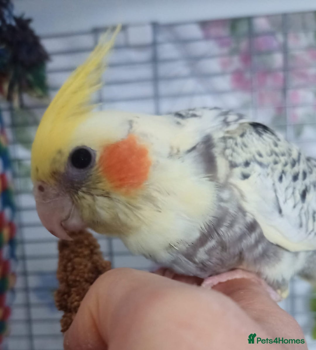 Cockatiels birds for sale: DNA tested female baby hand-reared cockatiels - Image 5