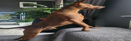 Miniature Pinscher dogs for stud: Toffik the stud  in Halifax - Advert 2