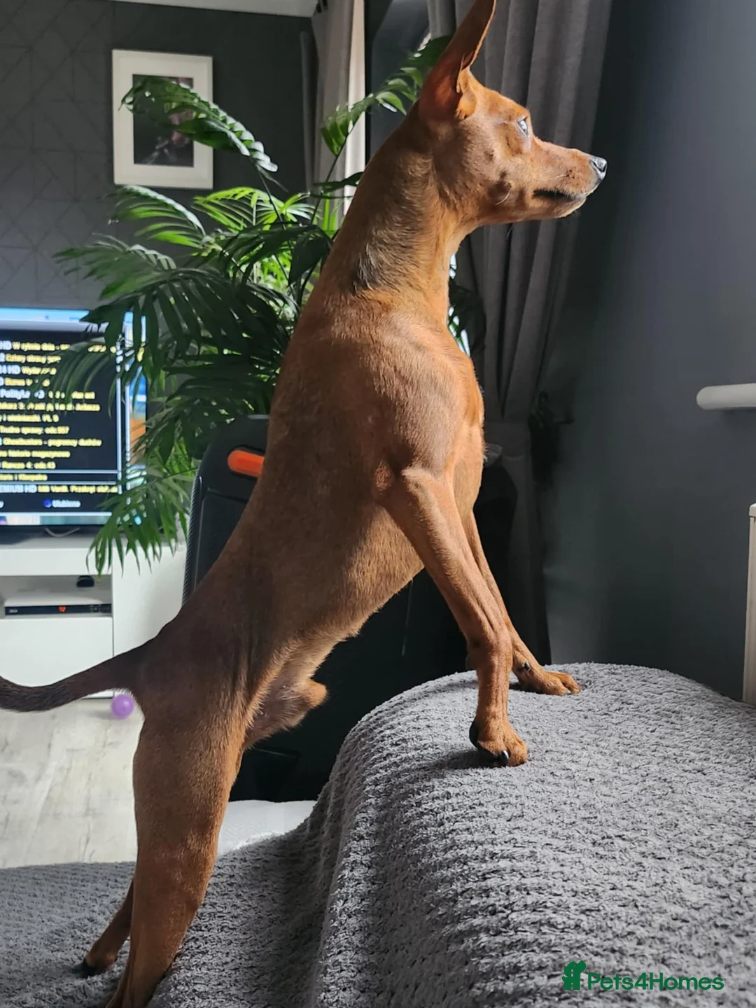 Miniature Pinscher dogs for stud: Toffik the stud  in Halifax - Advert 2