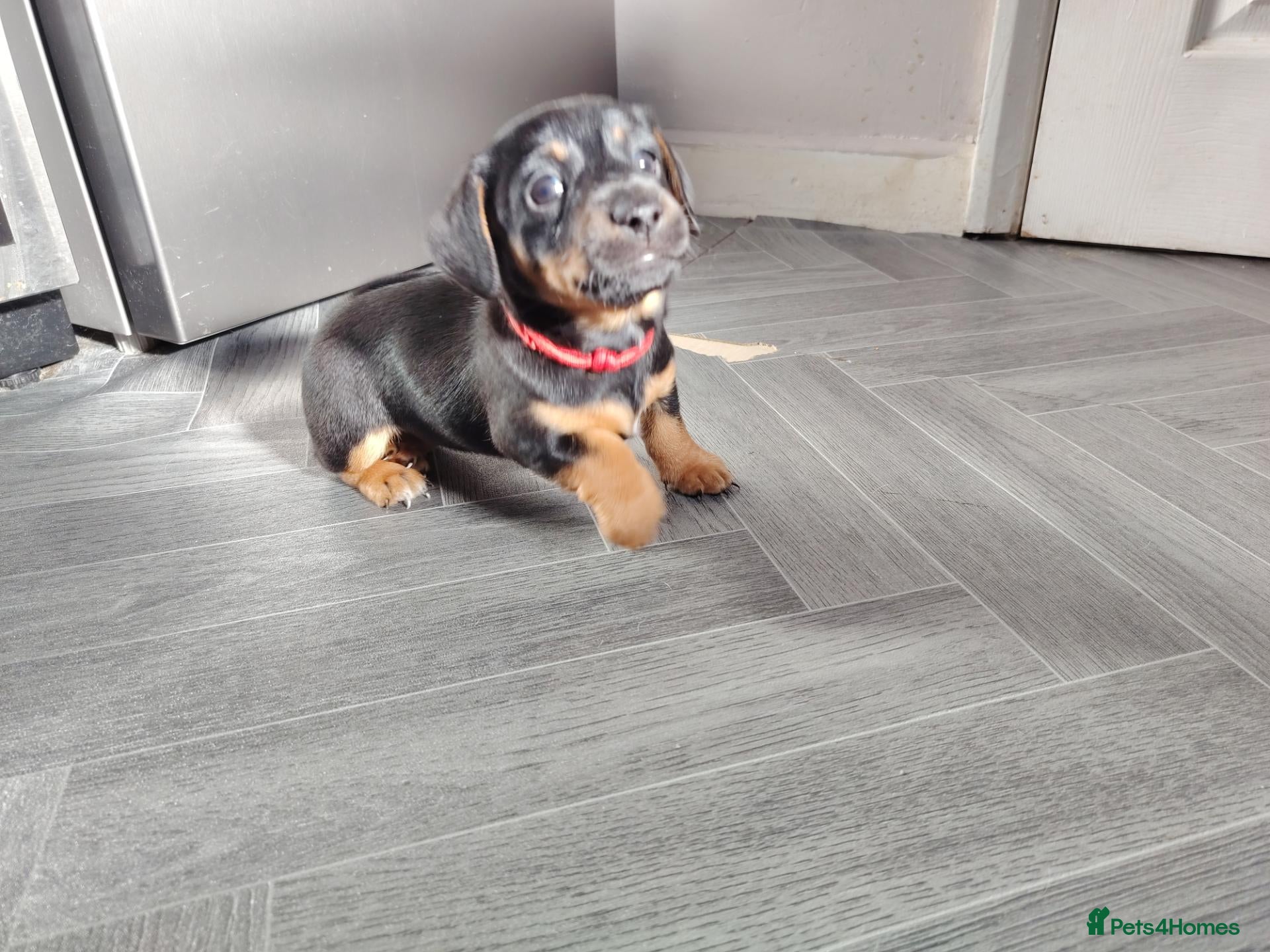 Jackshund dogs Jack Russell x miniature dachshund - Advert 2