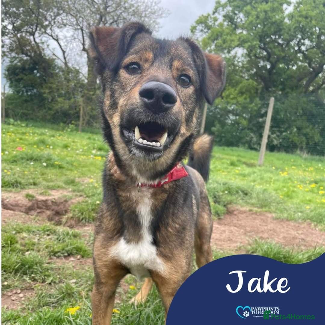 Mixed Breed dogs Meet Jake, currently residing in Cheshire  in Nantwich - Advert 20