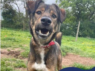 Mixed Breed dogs Meet Jake, currently residing in Cheshire in Nantwich - Advert 6