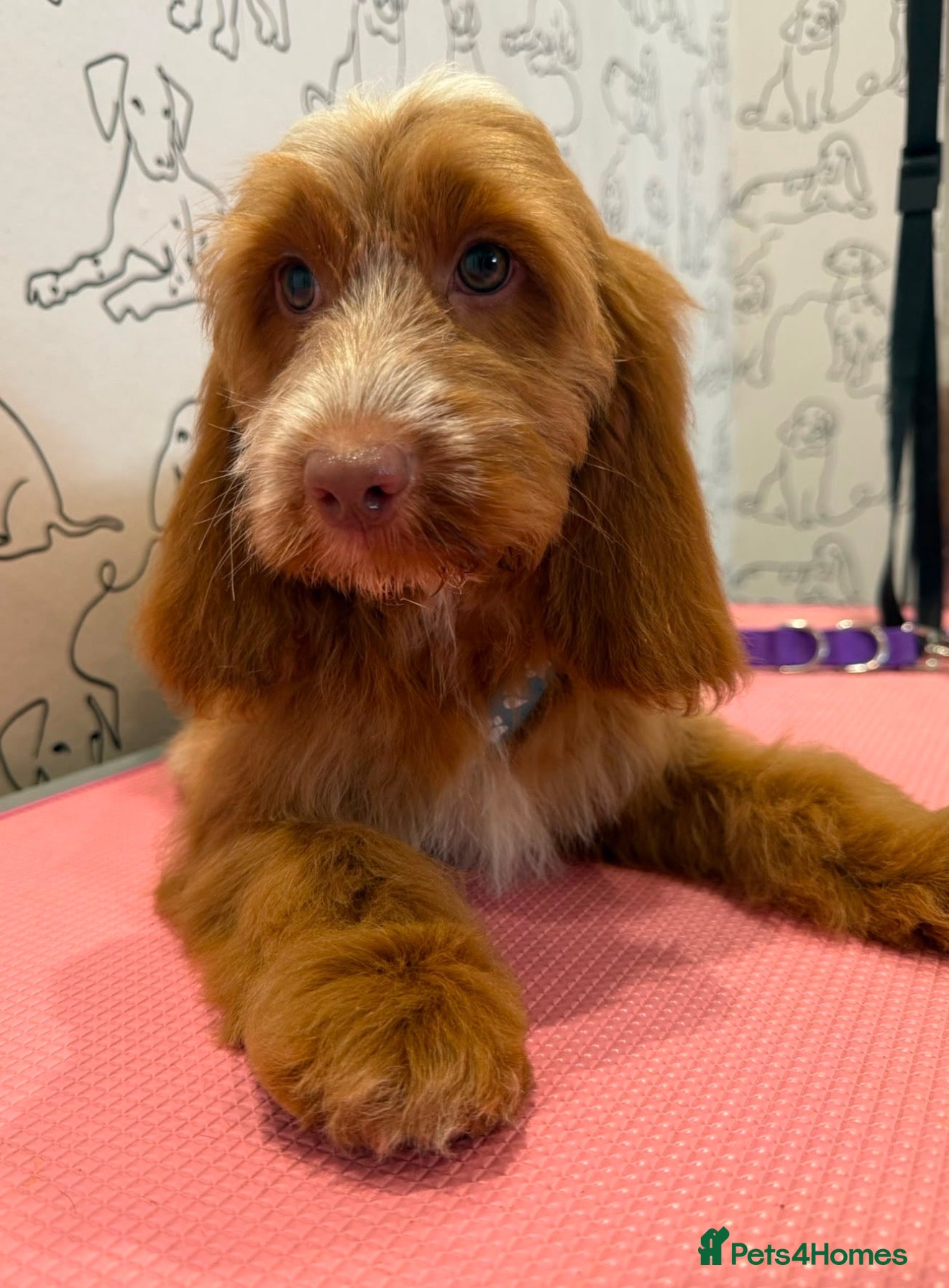 Cockapoo dogs 💜💛🧡Stunning Cockapoo's READY NOW 🧡💛💙 - Advert 1