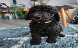 Goldendoodle dogs for sale: Ready Now ! F1B Standard Goldendoodle!  - Image 8