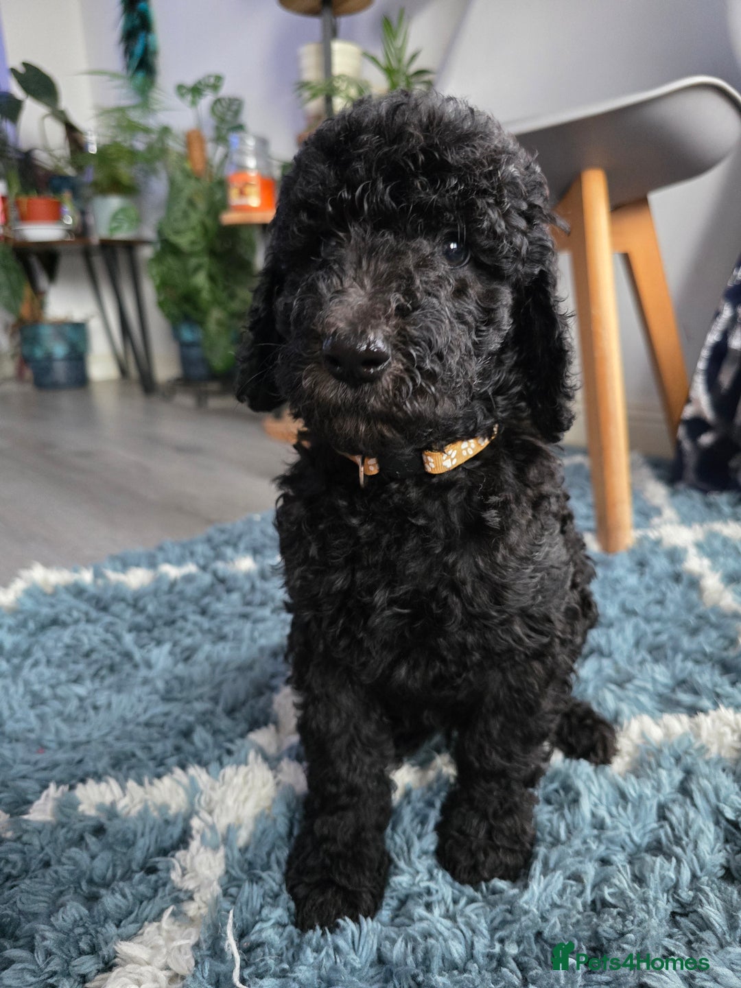 Goldendoodle dogs for sale: Ready Now ! F1B Standard Goldendoodle!  - Image 8