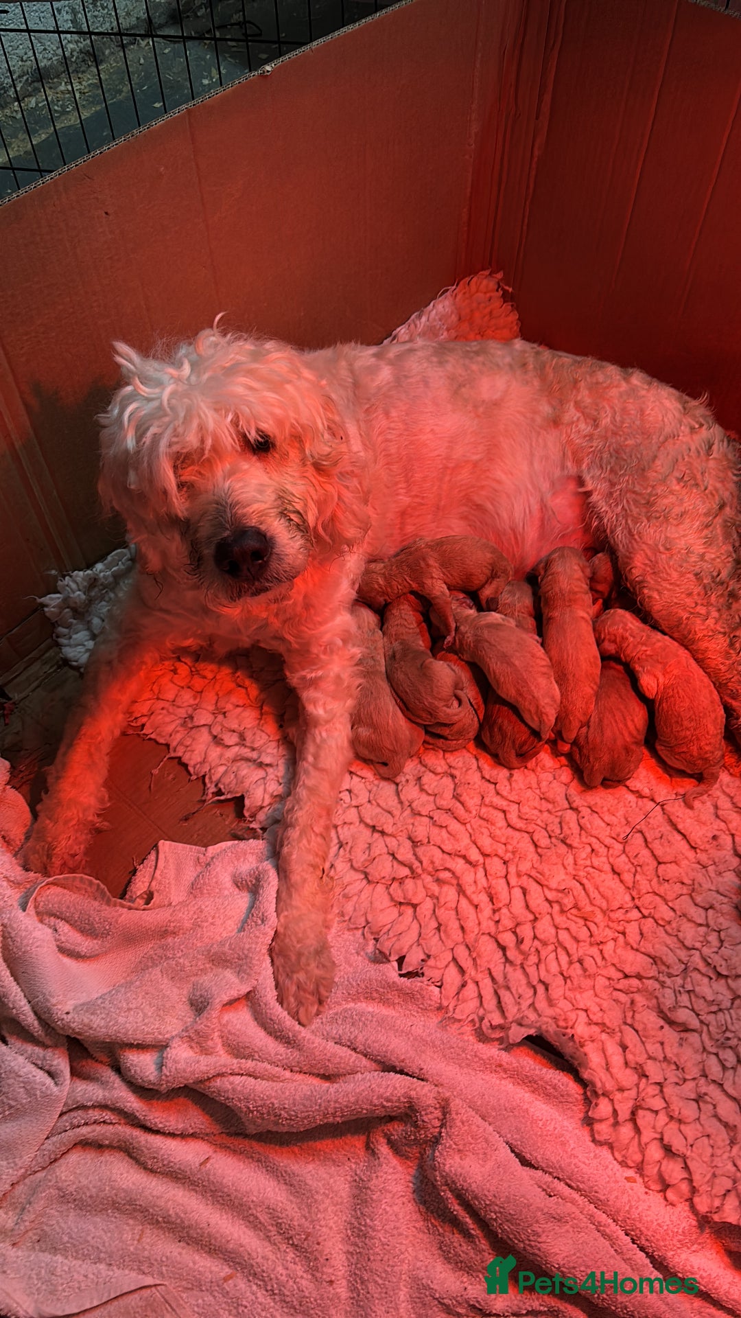 Goldendoodle dogs for sale: Goldendoodle pups - Advert 2