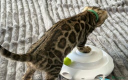 Bengal cats for sale: 12 Bengal Cubs Ready for Their Forever Home - Image 21