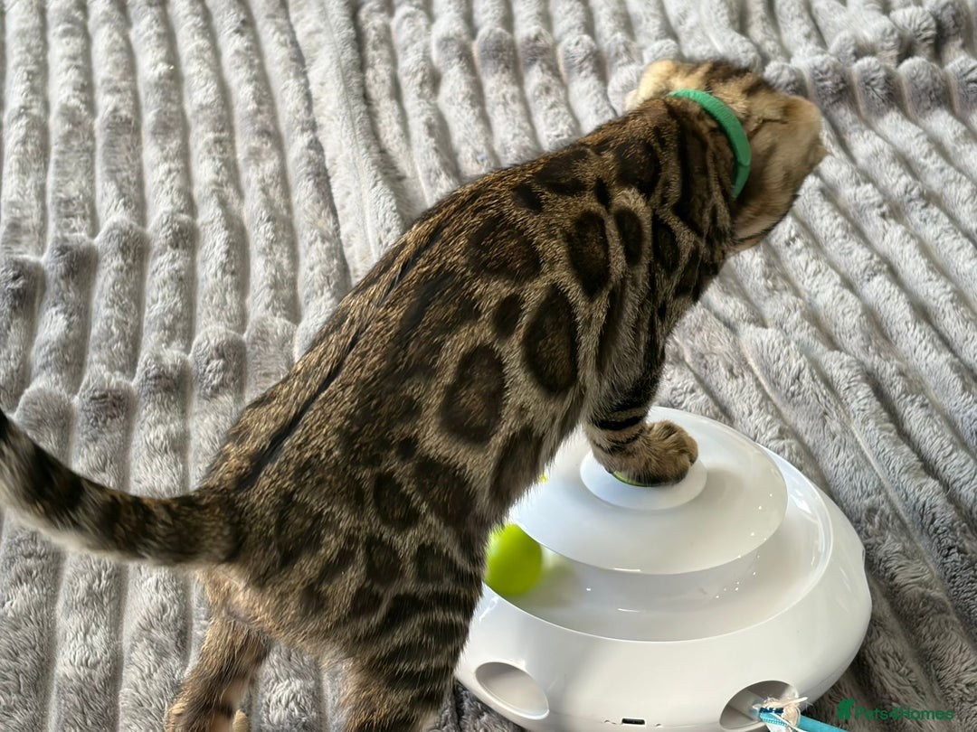 Bengal cats for sale: 12 Bengal Cubs Ready for Their Forever Home - Image 21