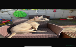 Mixed Breed dogs for sale: Blue  - Image 2