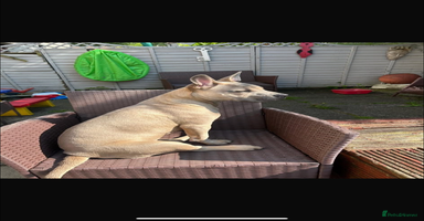Mixed Breed dogs - Advert 8