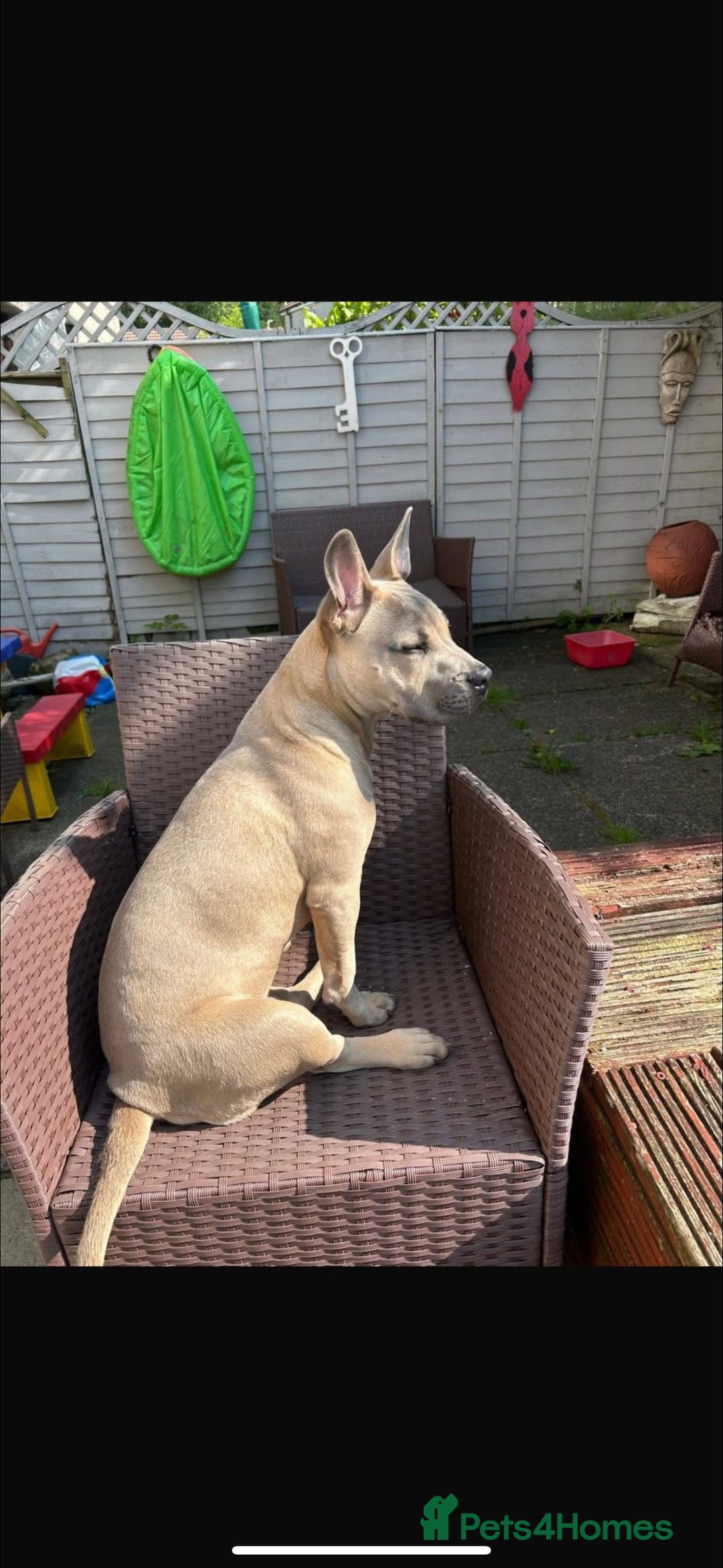 Mixed Breed dogs for sale: Blue  - Image 2
