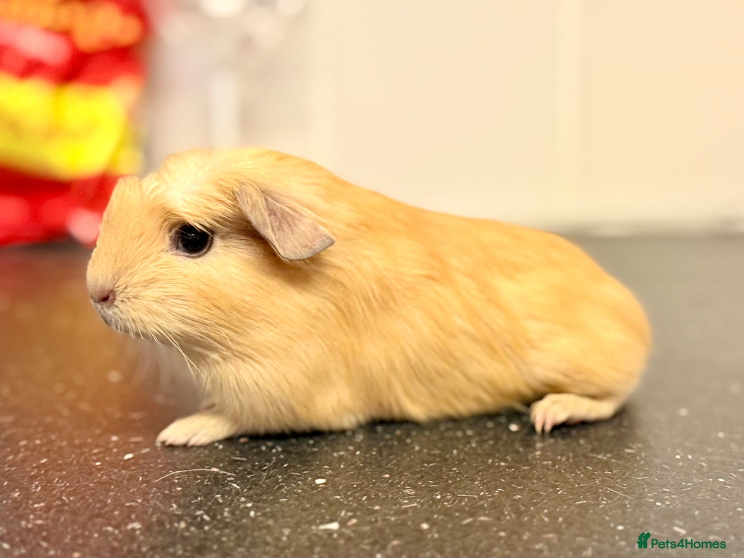 Guinea Pig rodents for sale: Baby guinea piggies  - Advert 9