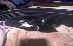 Mixed Breed cats for sale: Kittens for sale  - Image 2