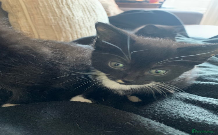 Domestic Shorthair cats in Droitwich - Advert 19