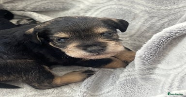 Mixed Breed dogs - Advert 6