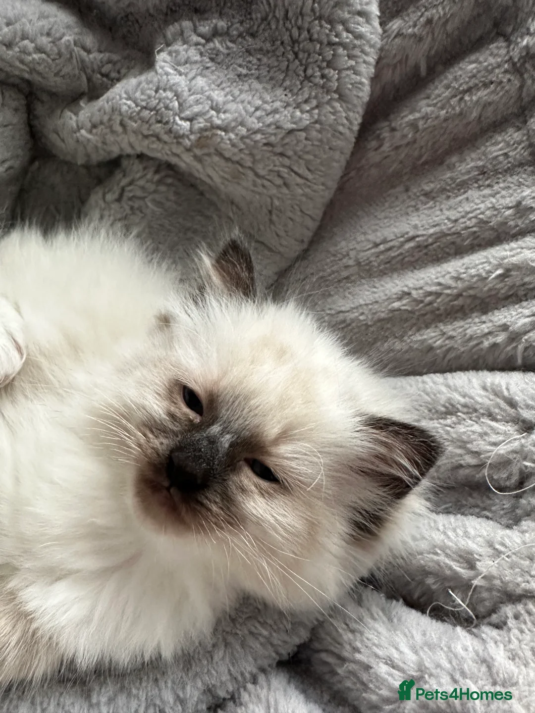 Ragdoll cats for sale: Gorgeous ragdoll girls!  - Advert 5