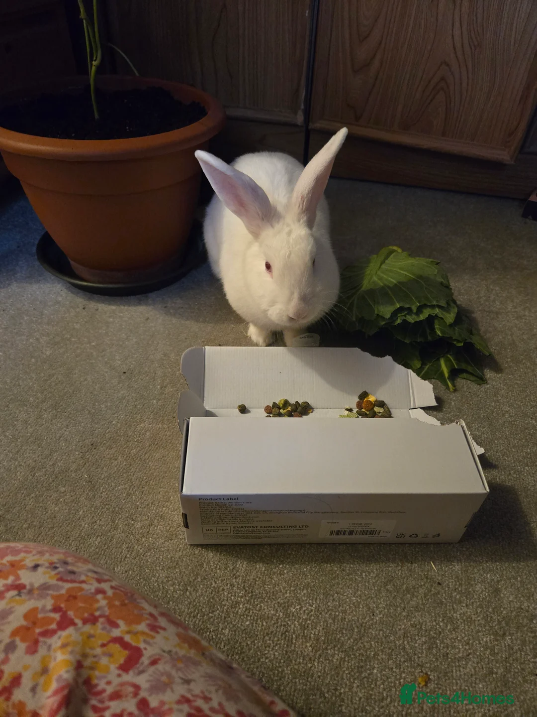 New Zealand rabbits for sale: New Zealand male rabbit - Advert 2