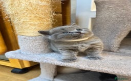 Scottish Fold cats for sale: Scottish fold adorable kitties 🐾  - Image 7