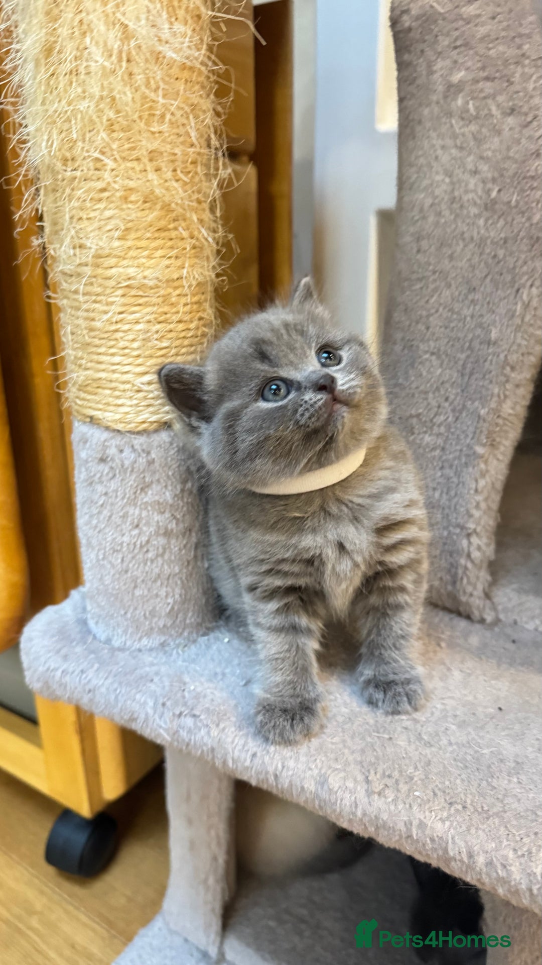 Scottish Fold cats for sale: Scottish fold adorable kitties 🐾  - Image 7