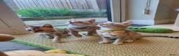 Bengal cats for sale: 🐆💕Very Beautiful Tica Registered Bengal Kittens. - Advert 3