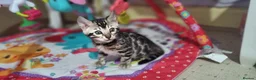 Bengal cats for sale: Pedigree brown and blue rosetted bengals - Advert 10