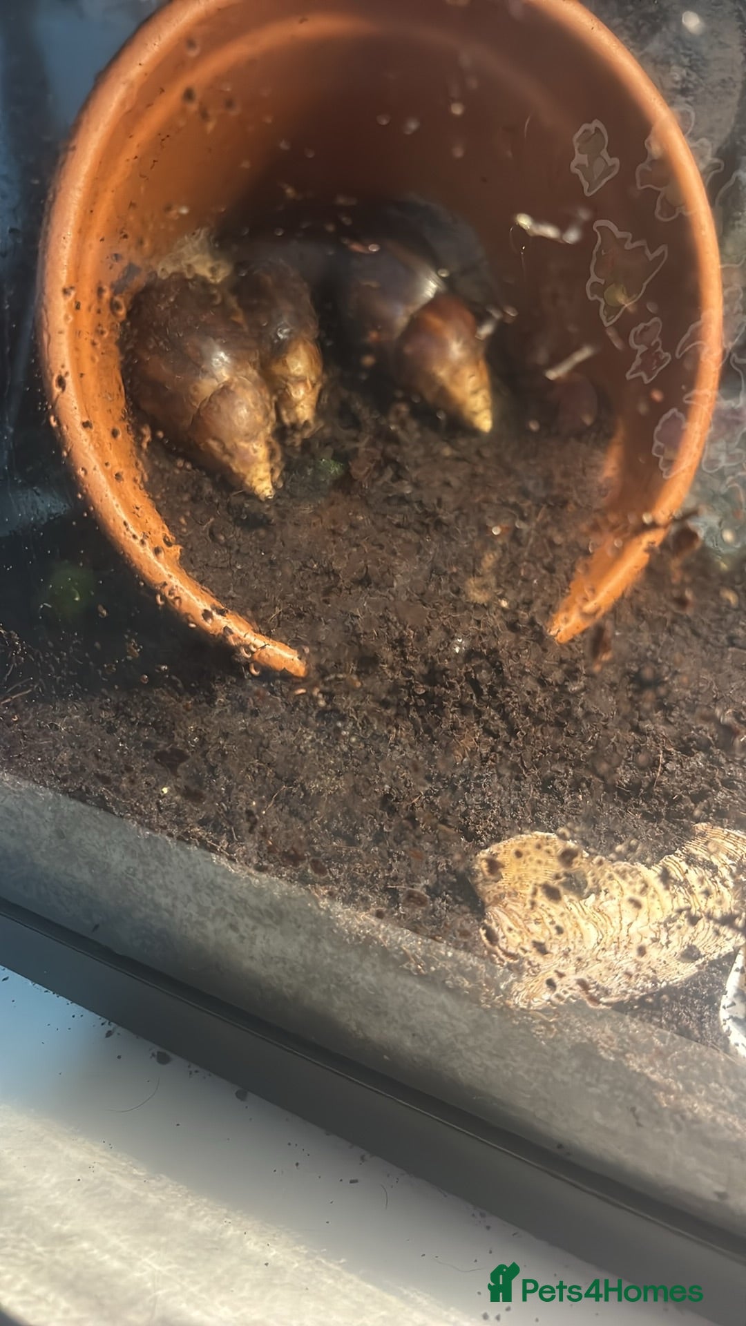 Mixed Breed reptiles African land snails  - Advert 1