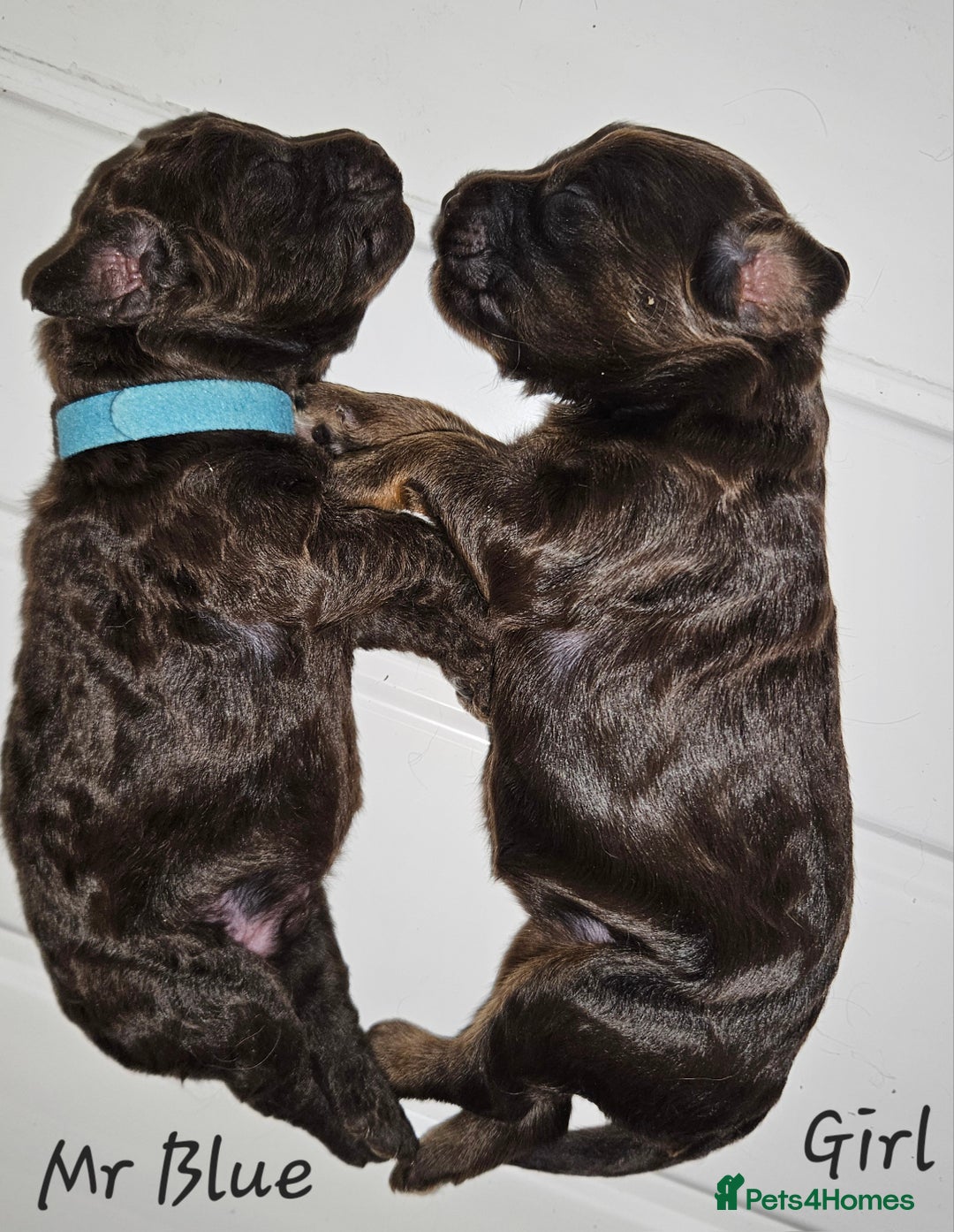 Cockapoo dogs for sale: F1b chocolate/Chocolate and Tan Cockapoo's  - Advert 8