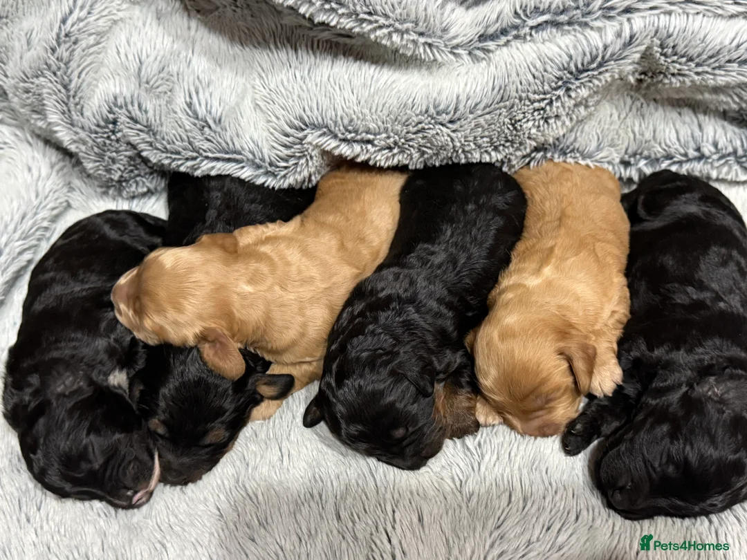 Cockapoo dogs for sale: Toy Cockapoos- KC & health tested parents  - Advert 17