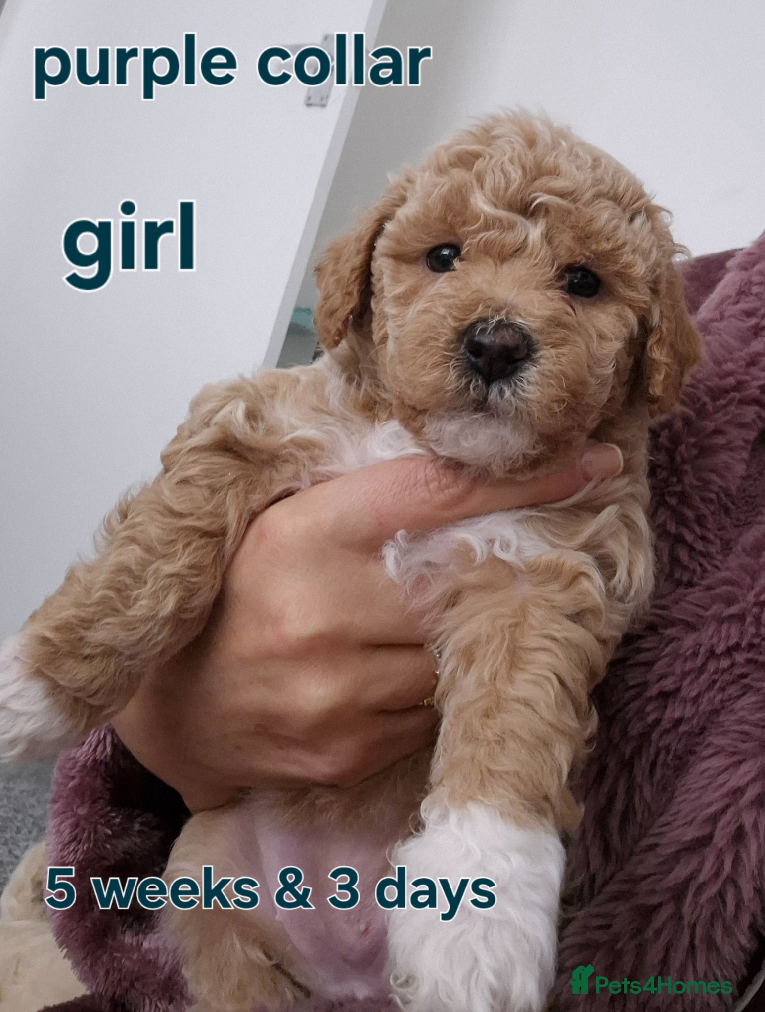 Poochon dogs Poochon - Advert 1