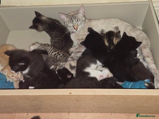 Mixed Breed cats 13 beautifull kittens ready for 14/01/2026 - Advert 4