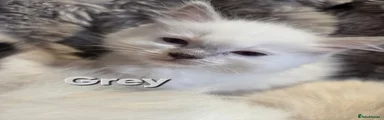 Ragdoll 1