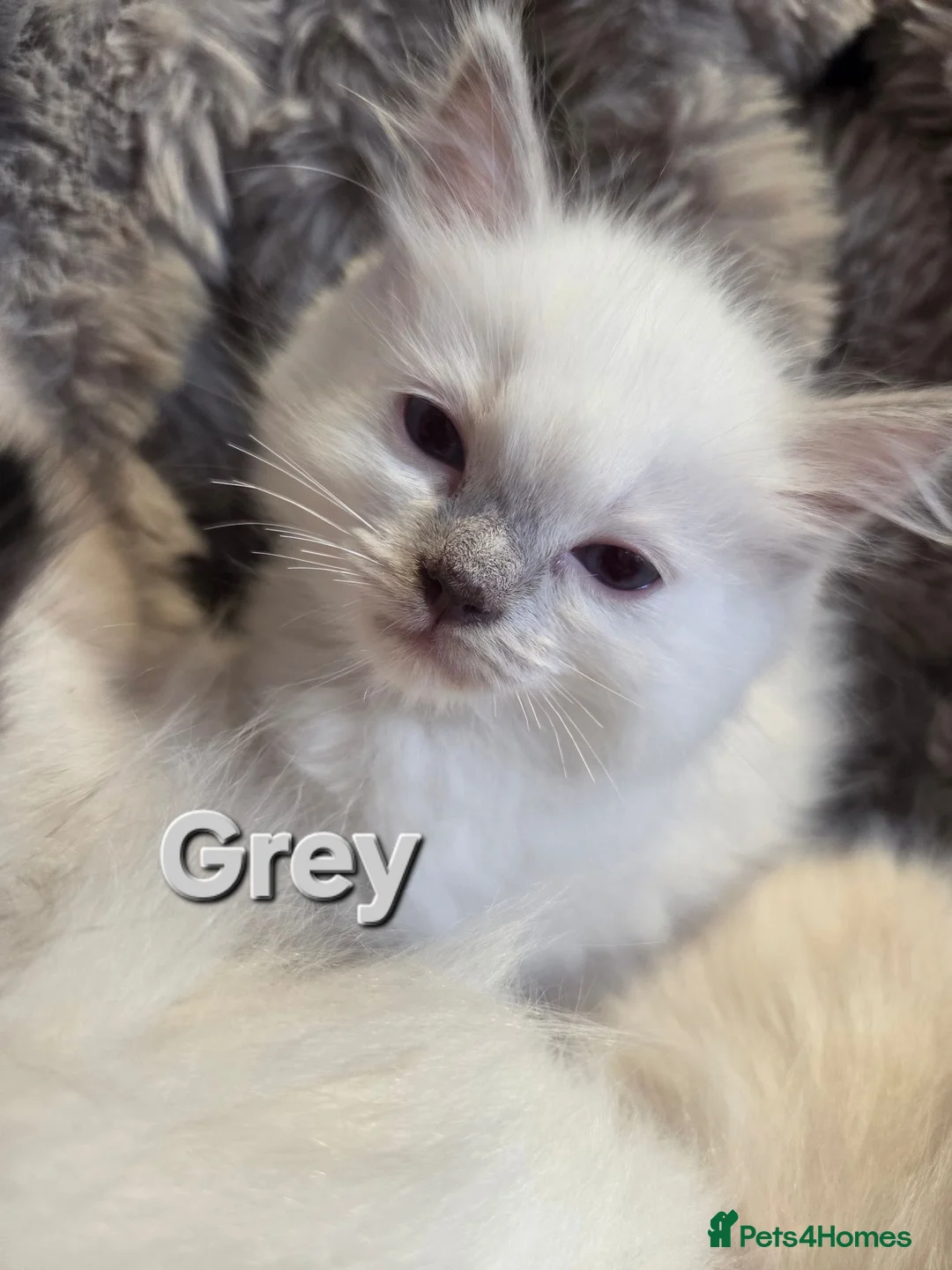 Ragdoll cats for sale: 🏆GCCF REG. EXTENSIVELY TESTED RAGDOLL KITTENS🌟 - Advert 27