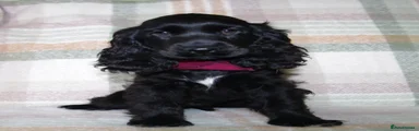 Cocker Spaniel 6