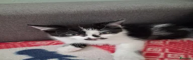 American Shorthair 3