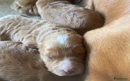 Cockapoo dogs for sale: F1 Cockapoo Red, Apricot. Health & genetic test - Image 12