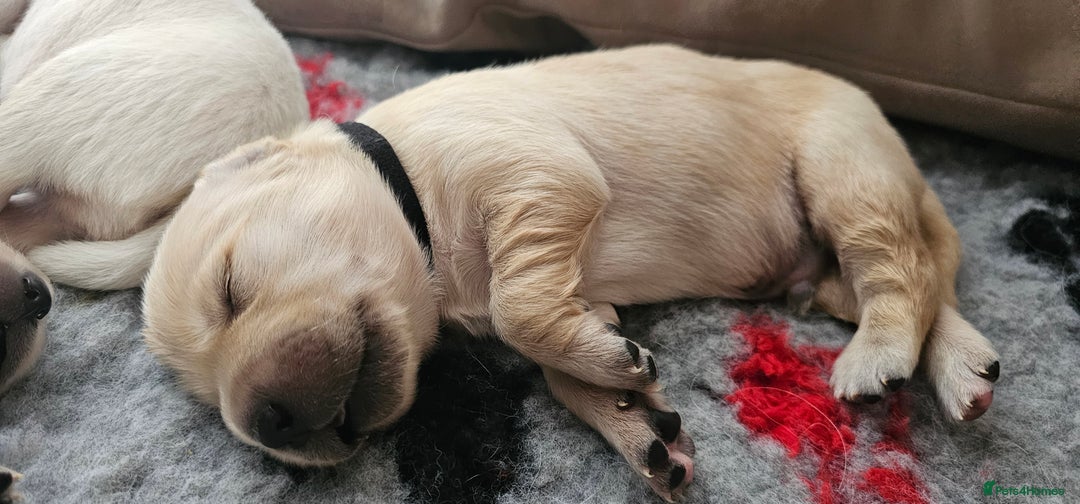 Golden Retriever dogs for sale: Golden Retriever Puppies - you will Fall in love  - Image 13