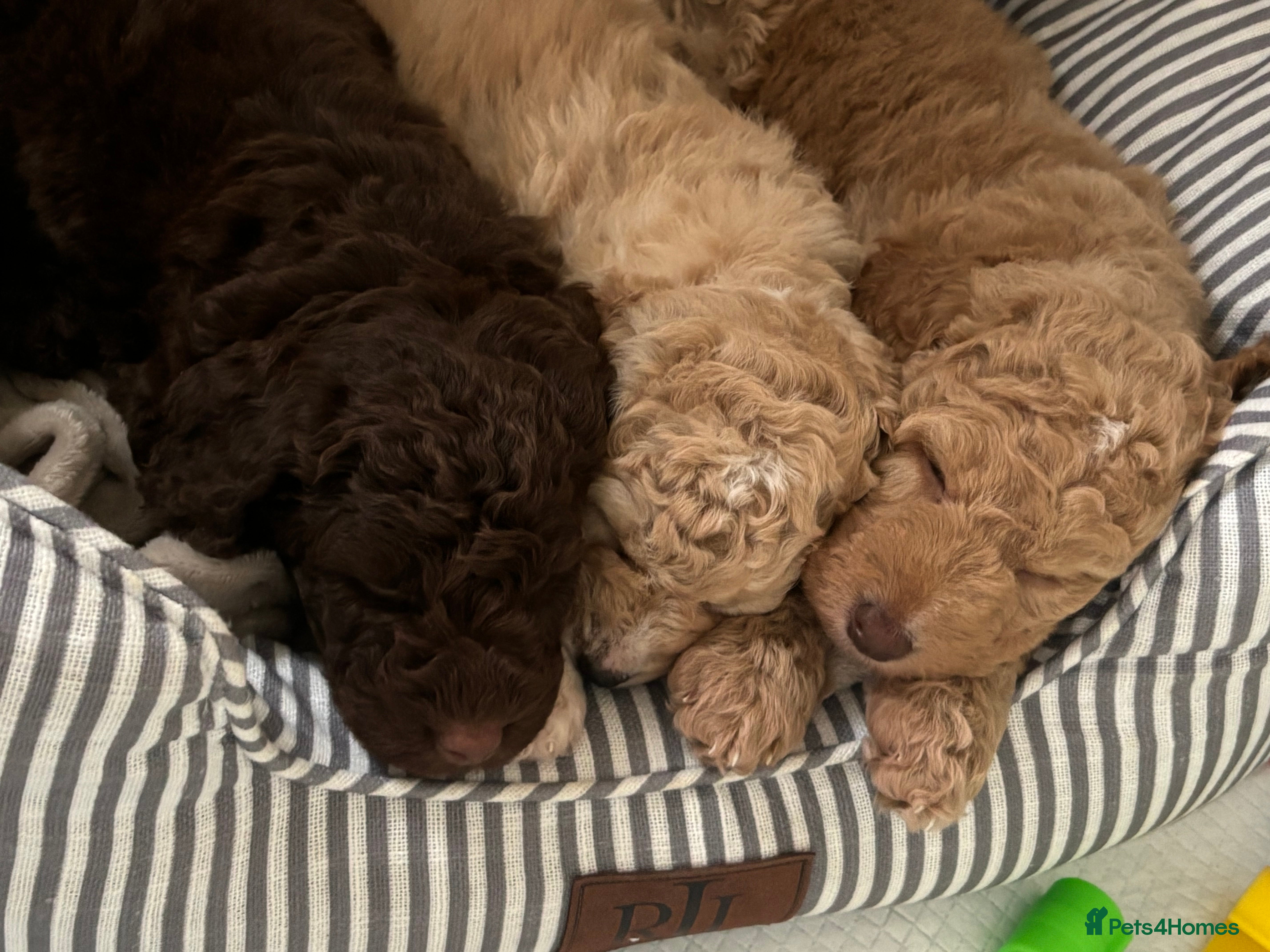 Labradoodle dogs Miniature Labradoodle puppies - Advert 1