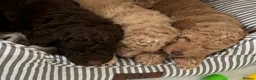 Labradoodle dogs for sale: Miniature Labradoodle puppies - Advert 17