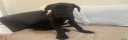 Cane Corso dogs for sale: 8+ Gen Cane Corso Pups - Advert 11
