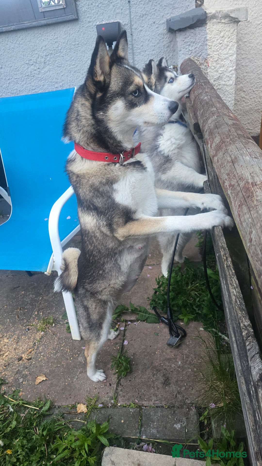 Pomsky dogs for sale: Pomsky Puppies for Sale - Advert 2