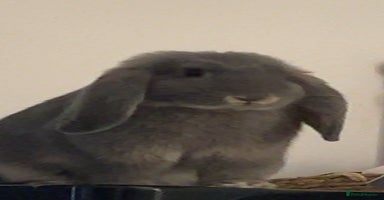 French Lop rabbits - Advert 1