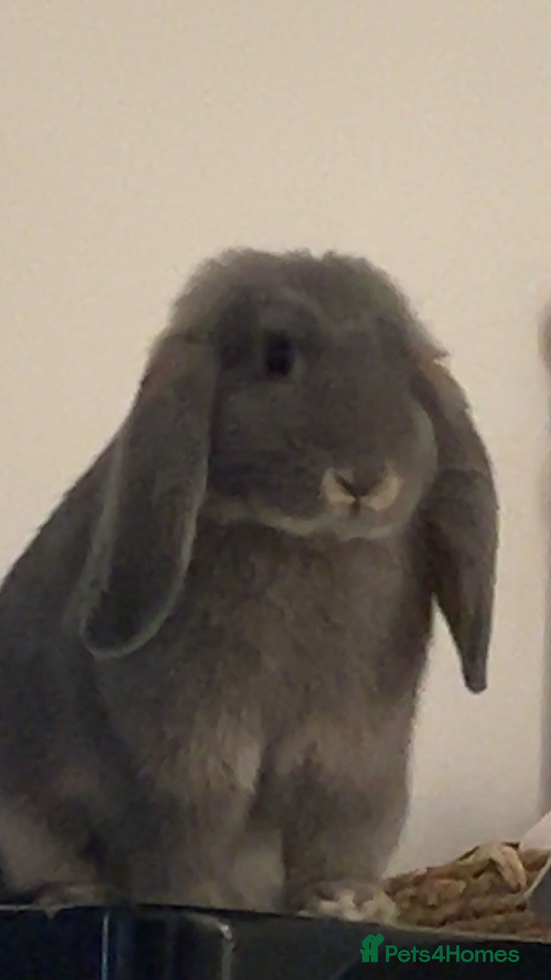 French Lop rabbits for sale: Lovely bunny for rehoming.  - Image 2