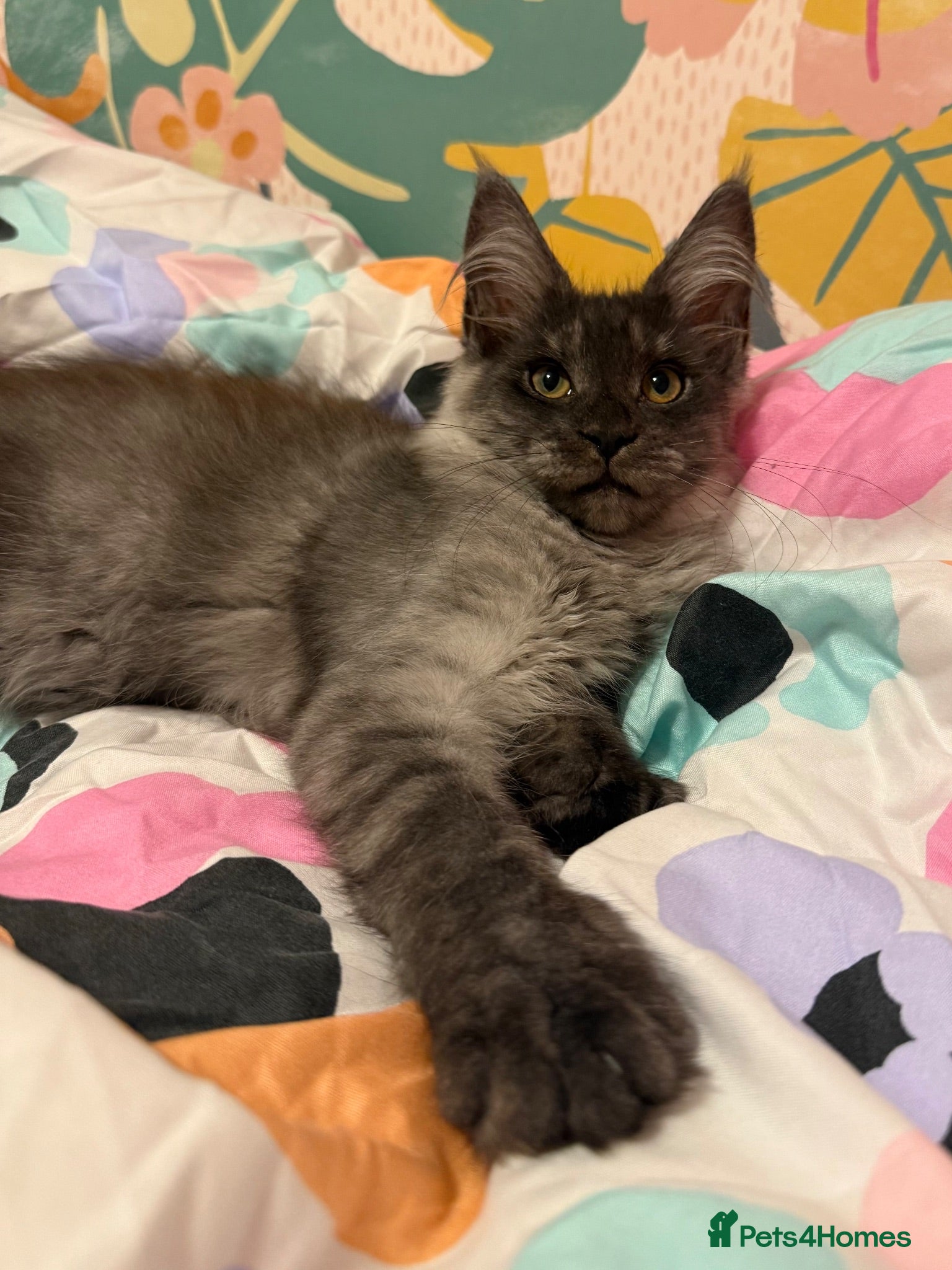 Maine Coon cats 🐾Beautiful Black Smoke Maine Coon Girl 🐾 - Advert 2