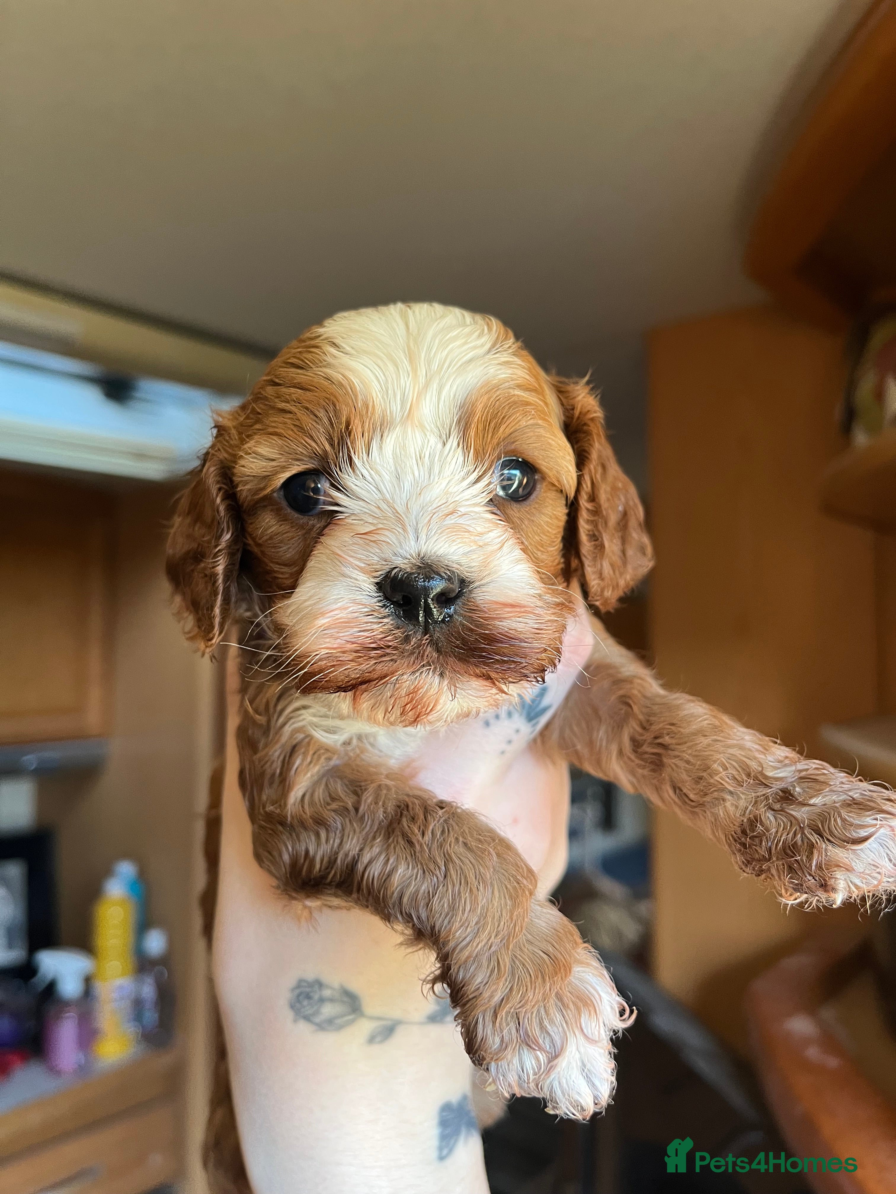 Cavapoo dogs *READY TO GO* last girl ready to go - Advert 10