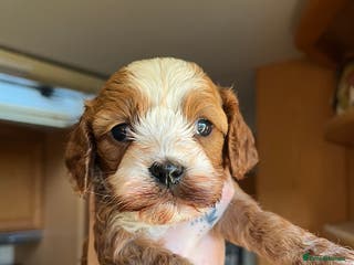 Cavapoo dogs *READY TO GO* last girl ready to go - Advert 10