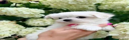 Maltese dogs for sale: Beautiful Mini Maltese Puppy - Korean Bloodlines - Advert 10