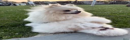 Pomeranian dogs for sale: Tiny Russian Teddy Pomeranians  - Advert 6