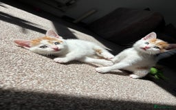 Domestic Shorthair cats for sale: 5 kittens available  - Image 10